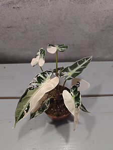 Alocasia Bambino Pink Variegata