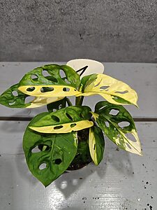 Monstera Adansonii Variegata