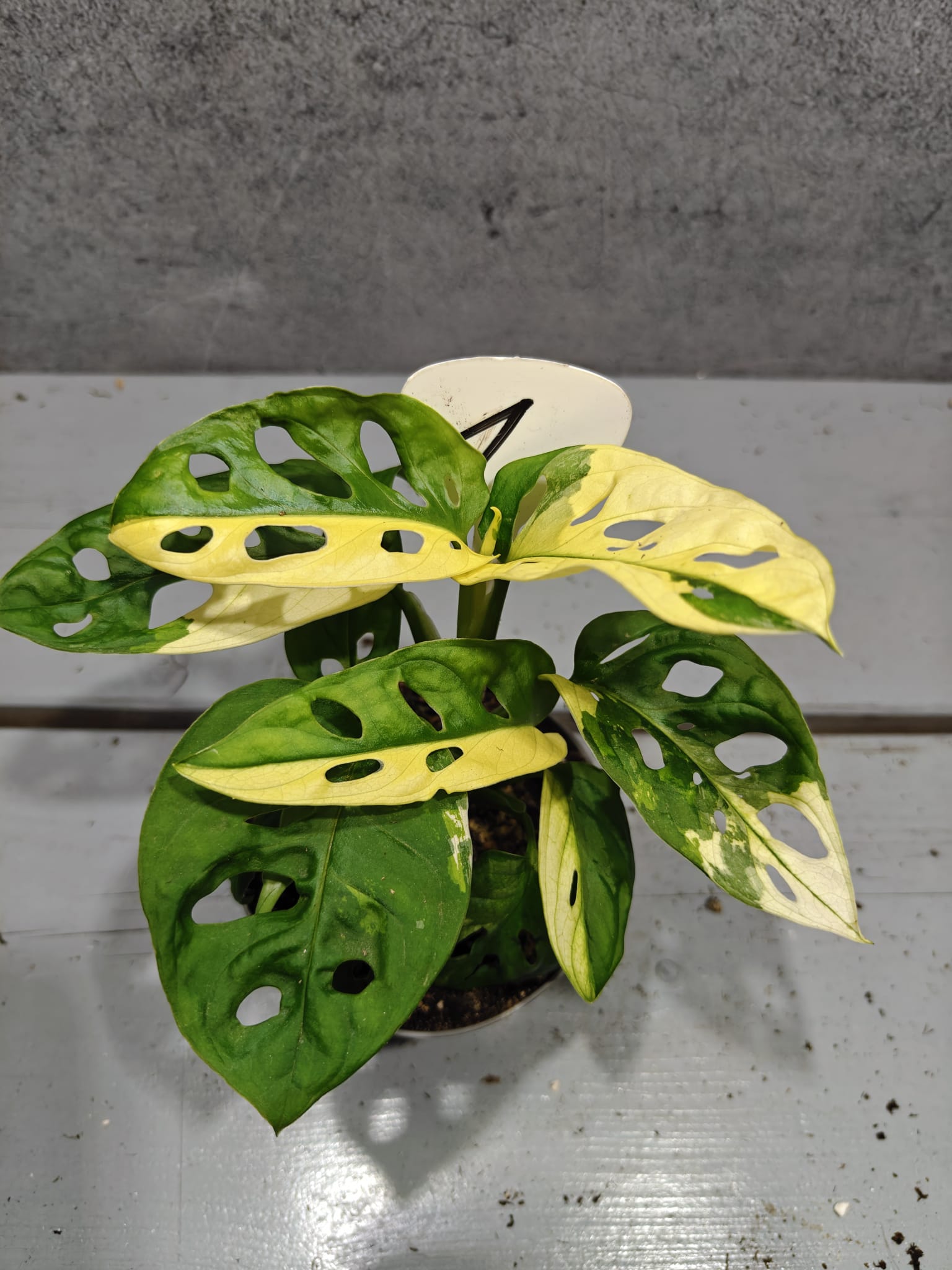 Monstera Adansonii Variegata Monstera Adansonii Variegata