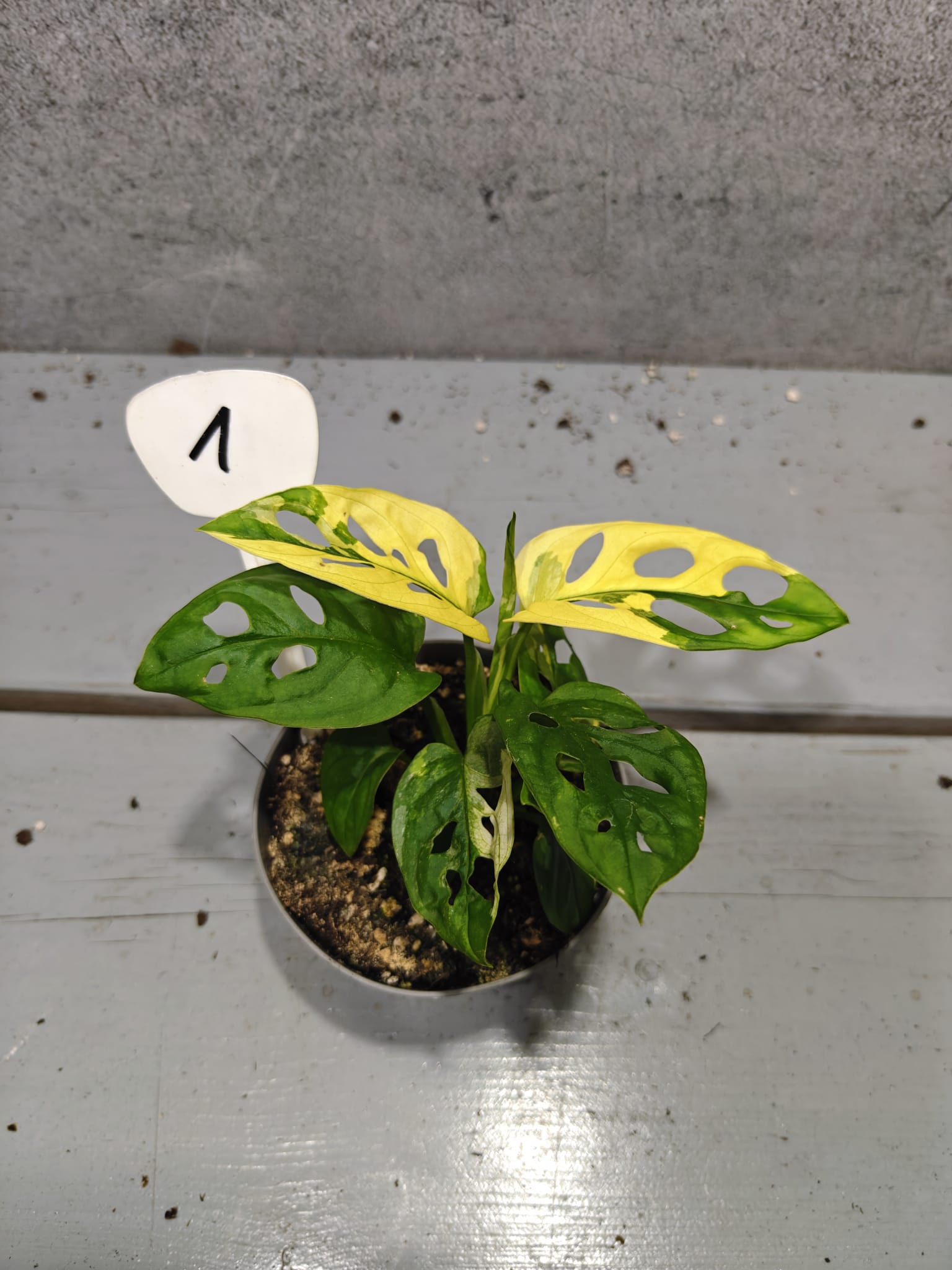 Monstera Adansonii Variegata