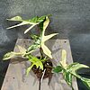 Philodendron Florida Beauty
