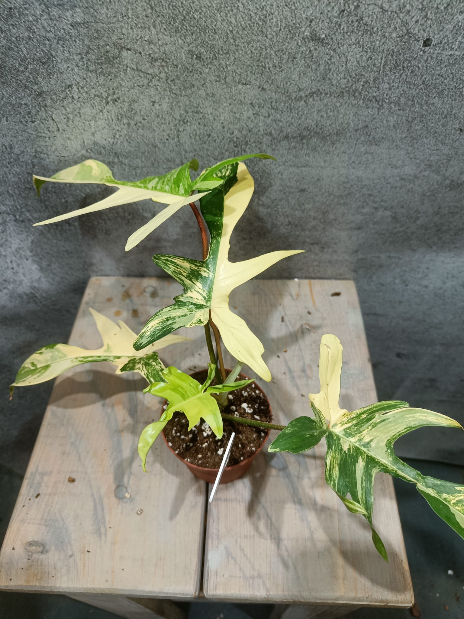 Philodendron Florida Beauty