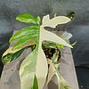 Philodendron Florida Beauty