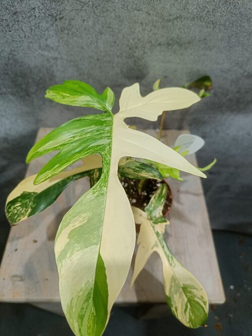 Philodendron Florida Beauty