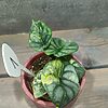 Alocasia Silver Dragon Yellow Variegata