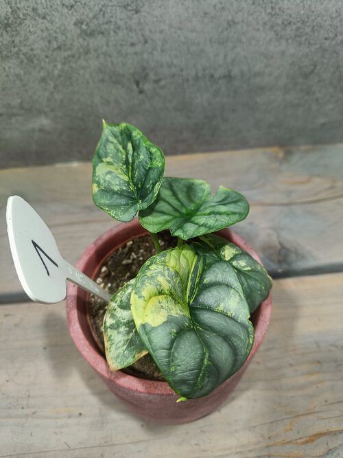 Alocasia Silver Dragon Yellow Variegata