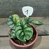 Alocasia Silver Dragon Yellow Variegata