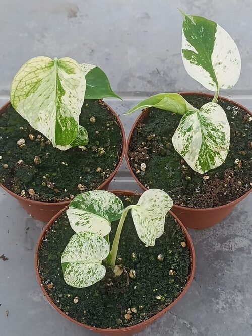 Monstera White Monster