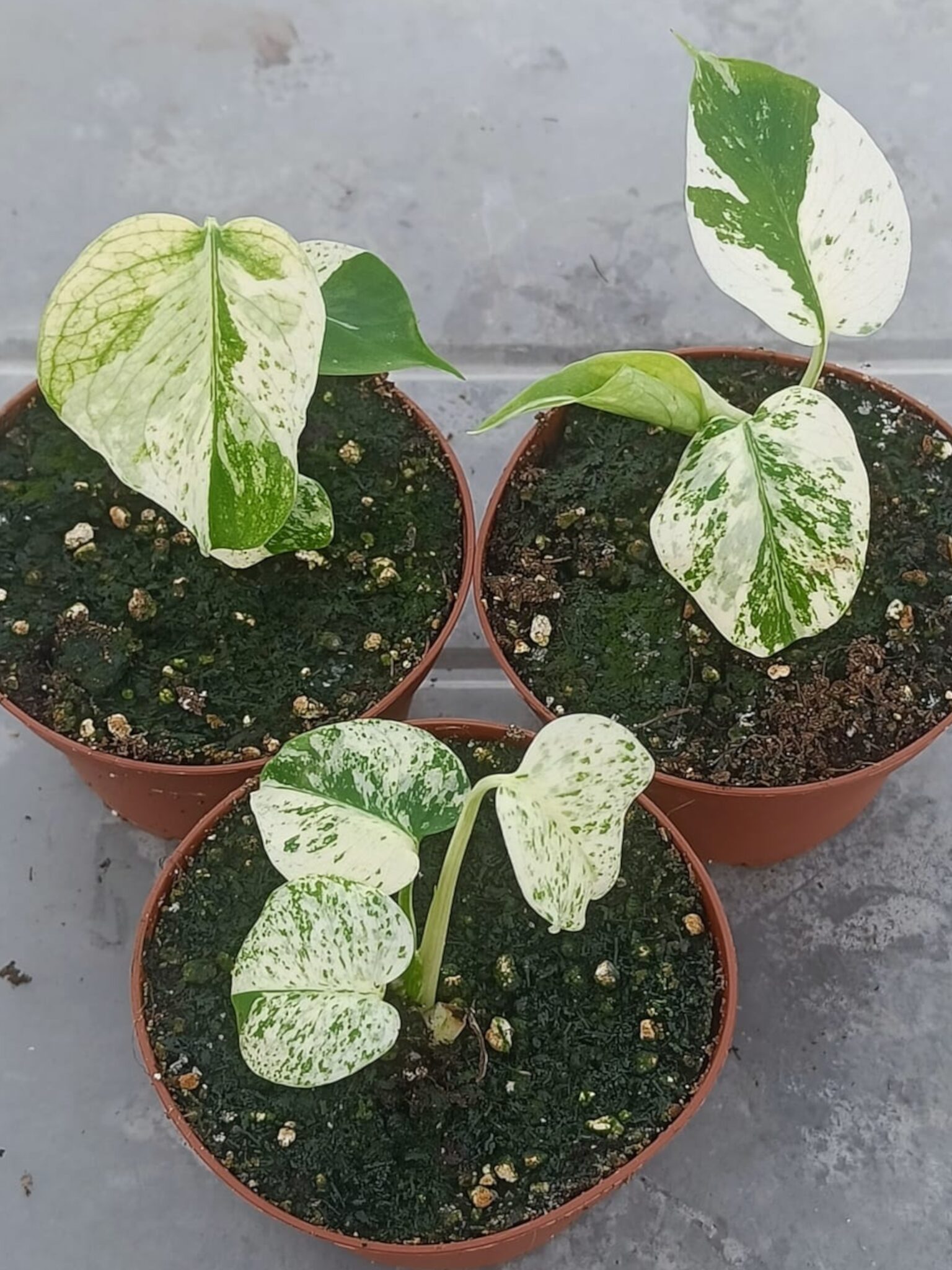 Monstera White Monster