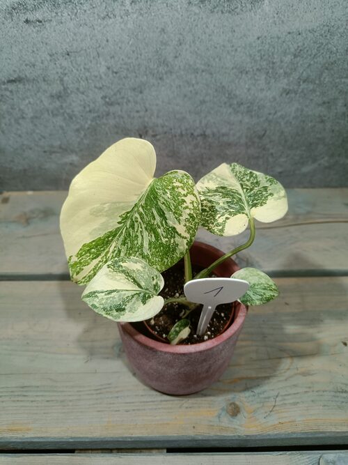 Monstera Creme Brulee