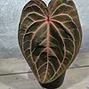 Anthurium Red Crystallinum