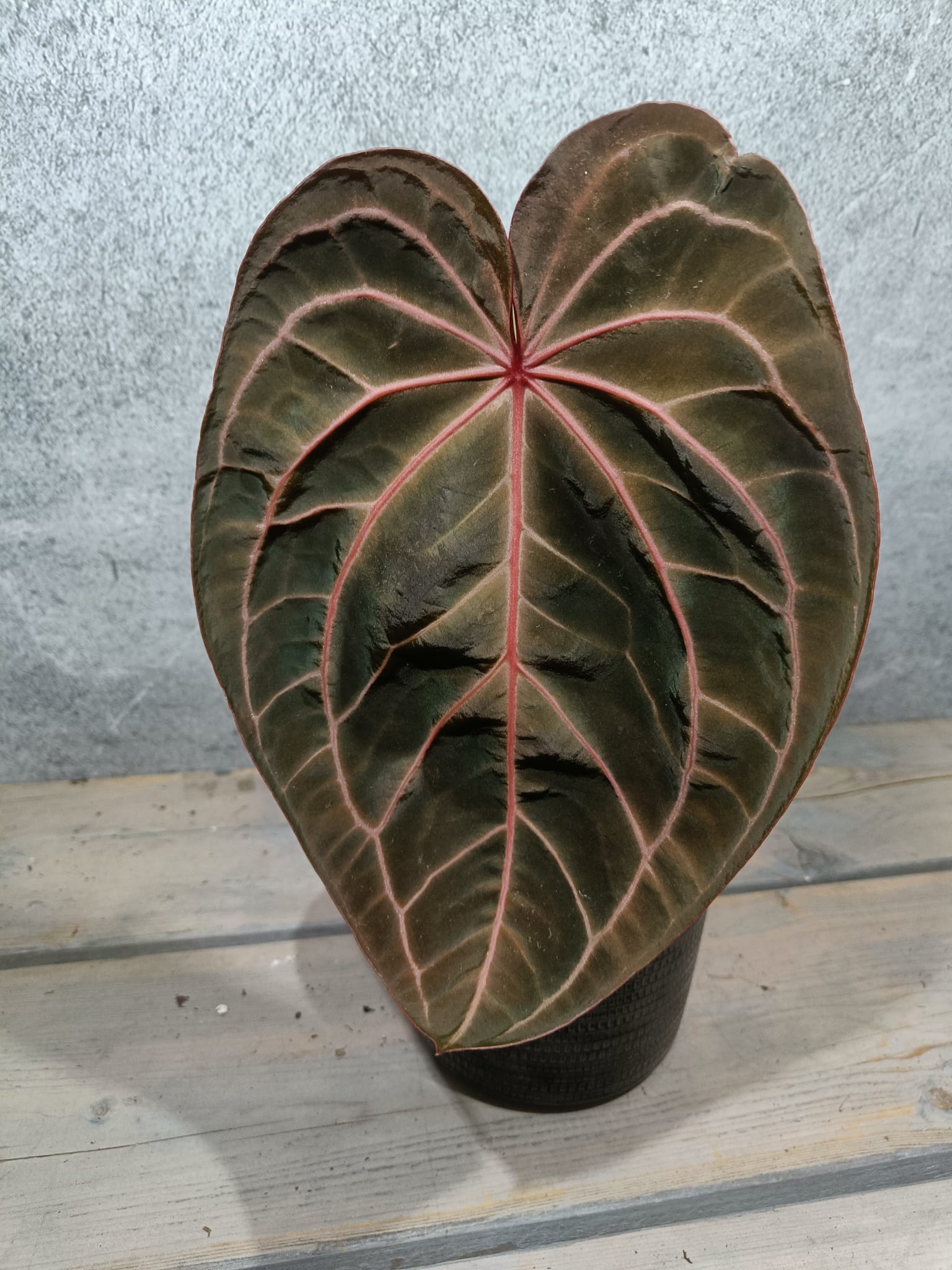 Anthurium Red Crystallinum