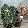 Anthurium Red Crystallinum