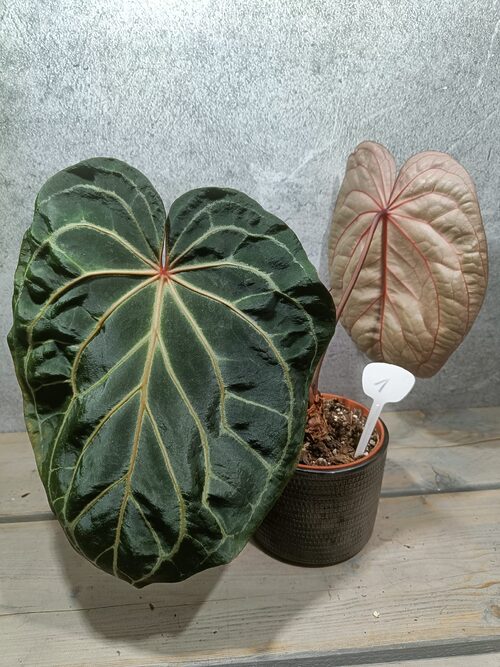 Anthurium Red Crystallinum