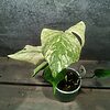 Monstera Mint Variegata