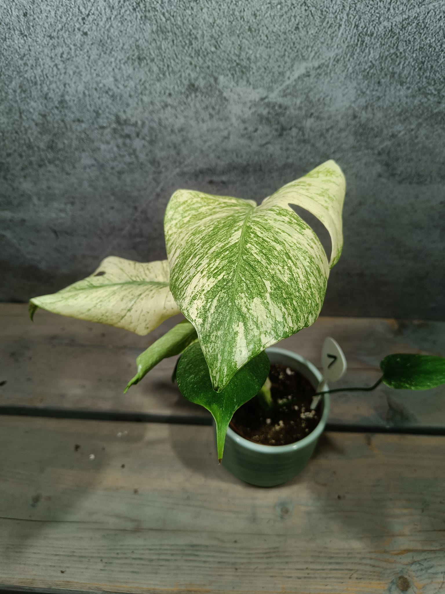 Monstera Mint Variegata