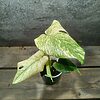 Monstera Mint Variegata