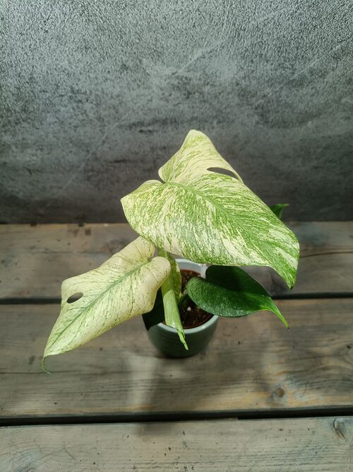 Monstera Mint Variegata