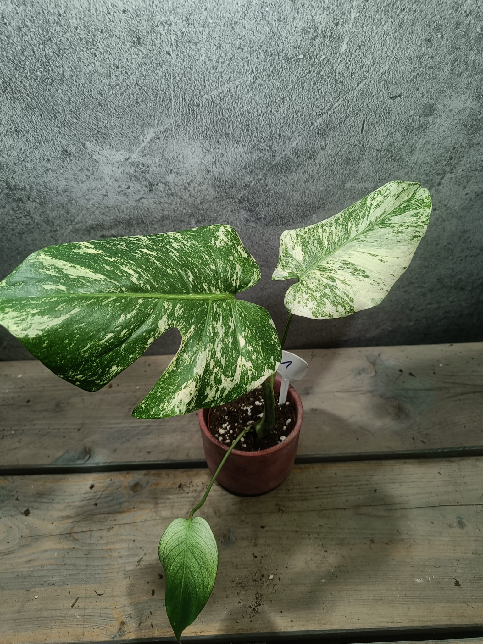 Mr. Plants - Monstera Mint Variegata