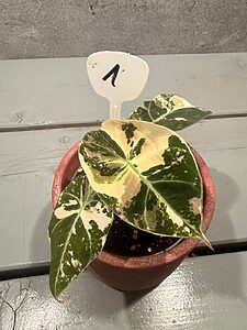 Alocasia Black Velvet Pink Variegata