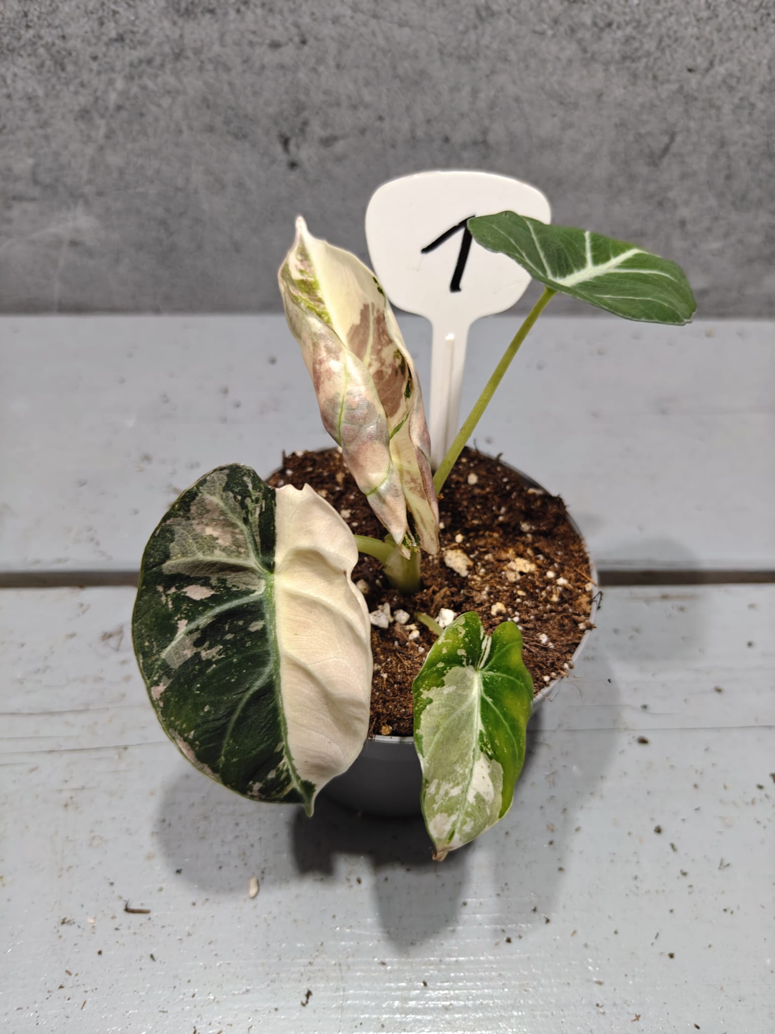 Alocasia Black Velvet Pink Variegata