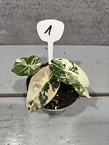 Alocasia Black Velvet Pink Variegata