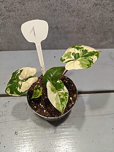 Alocasia Yucatan Princess Pink Variegata