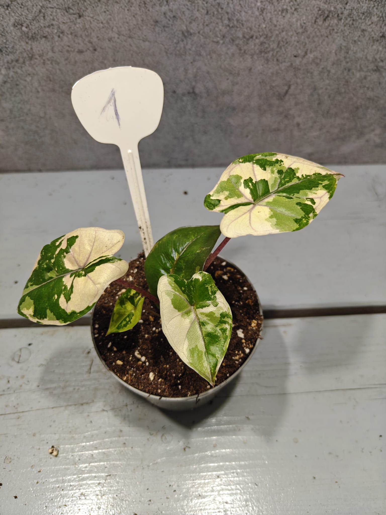 Alocasia Yucatan Princess Pink Variegata Alocasia Yucatan Princess Pink Variegata