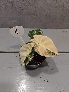 Alocasia Black Velvet Pink Variegata