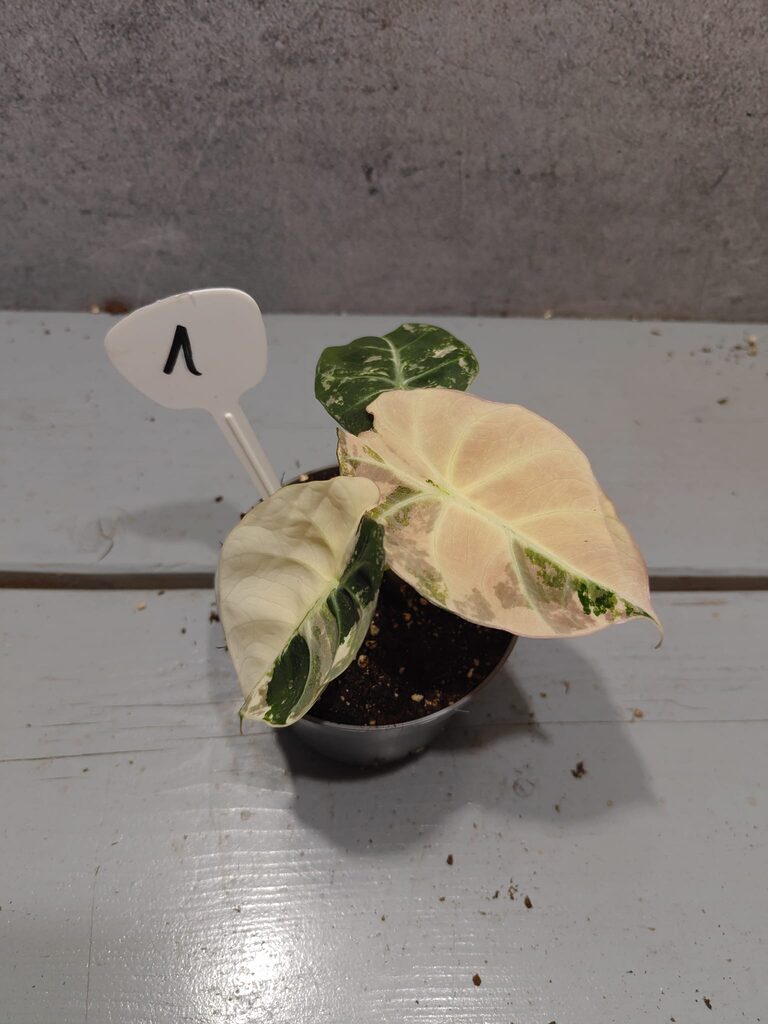 Alocasia Black Velvet Pink Variegata