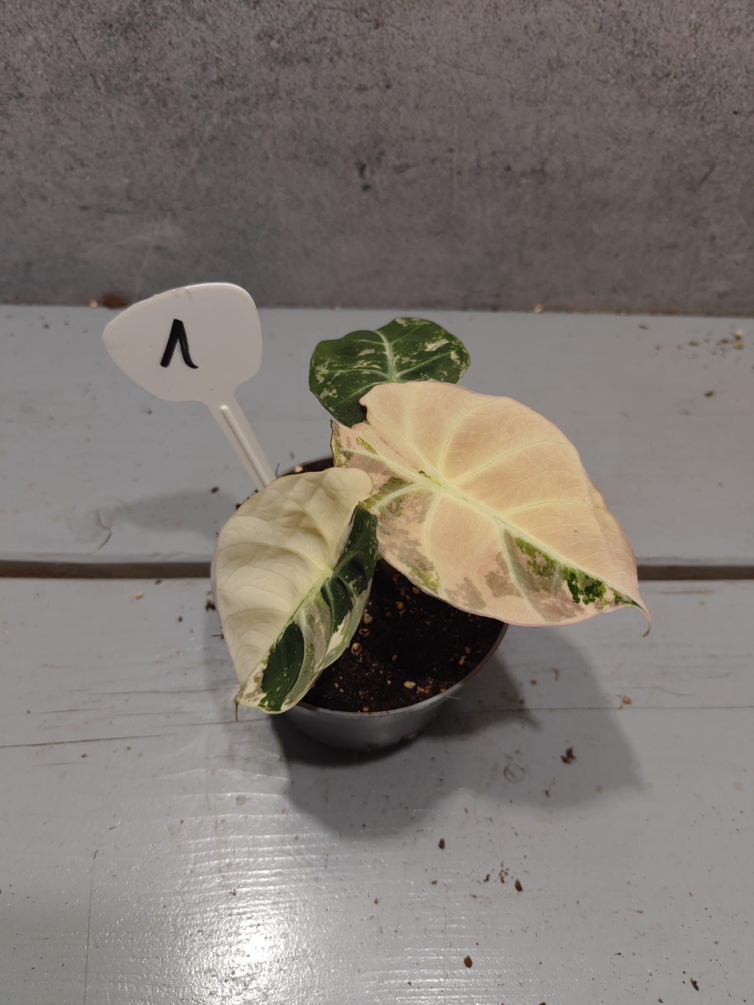 Alocasia Black Velvet Pink Variegata