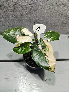 Alocasia Yucatan Princess Pink Variegata