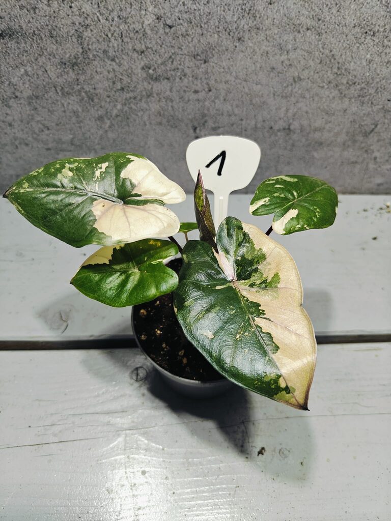 Alocasia Yucatan Princess Pink Variegata