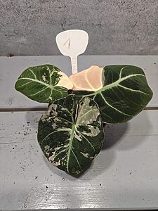 Alocasia Black Velvet Pink Variegata