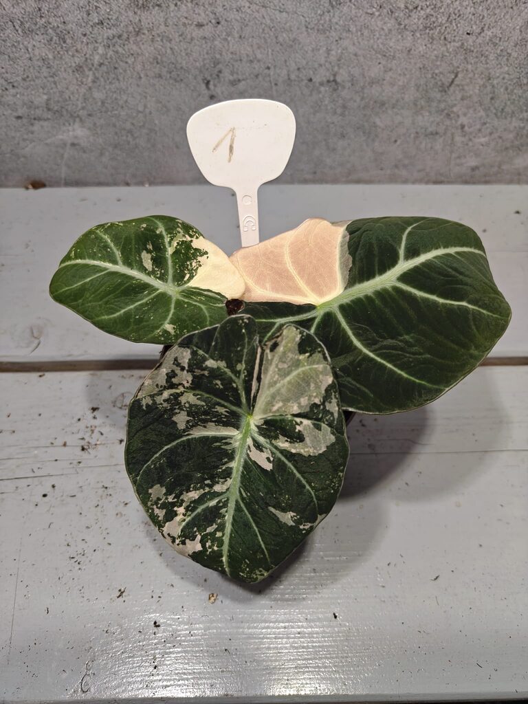 Alocasia Black Velvet Pink Variegata