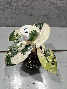 Alocasia Yucatan Princess Pink Variegata