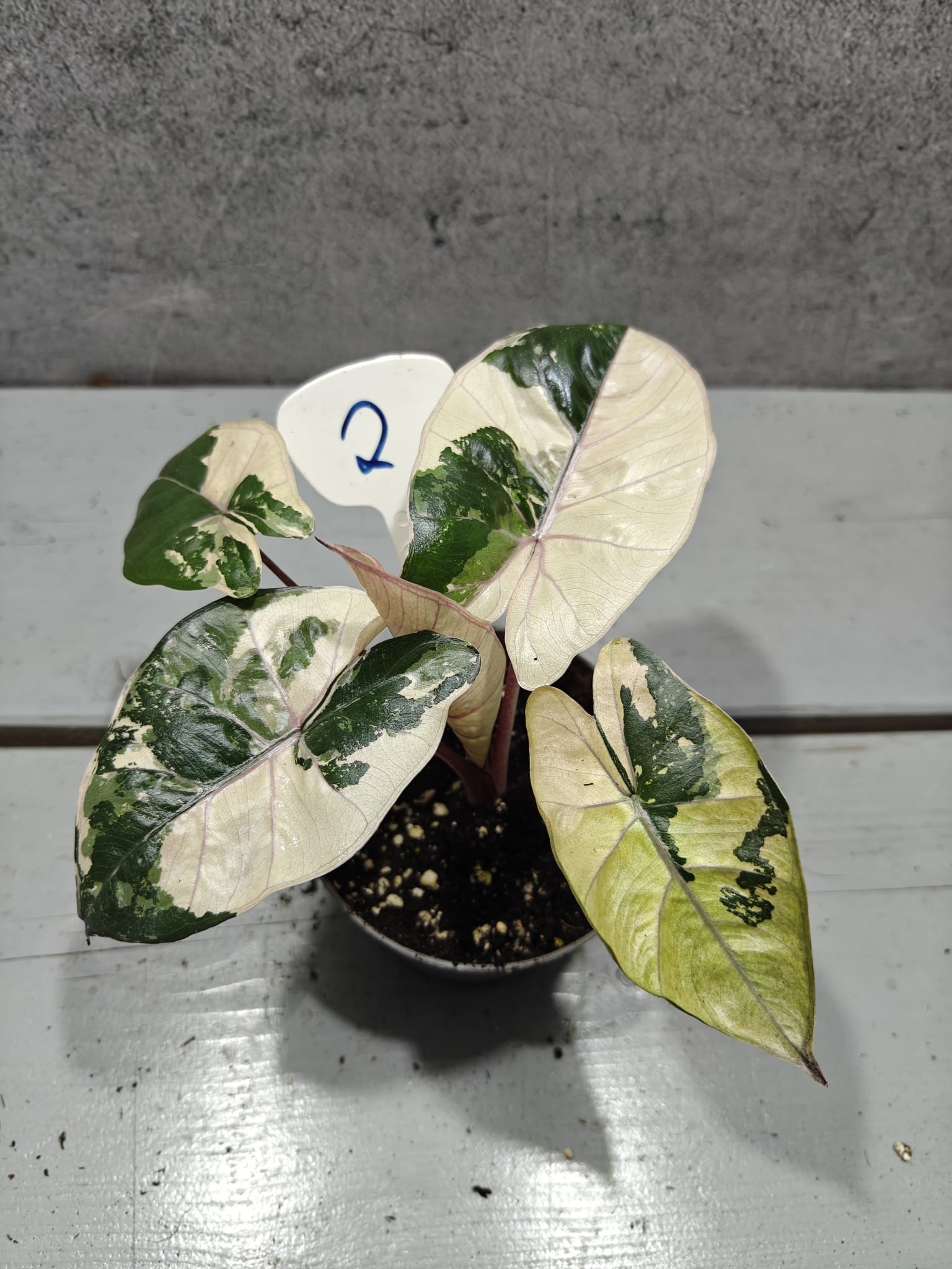 Alocasia Yucatan Princess Pink Variegata Alocasia Yucatan Princess Pink Variegata