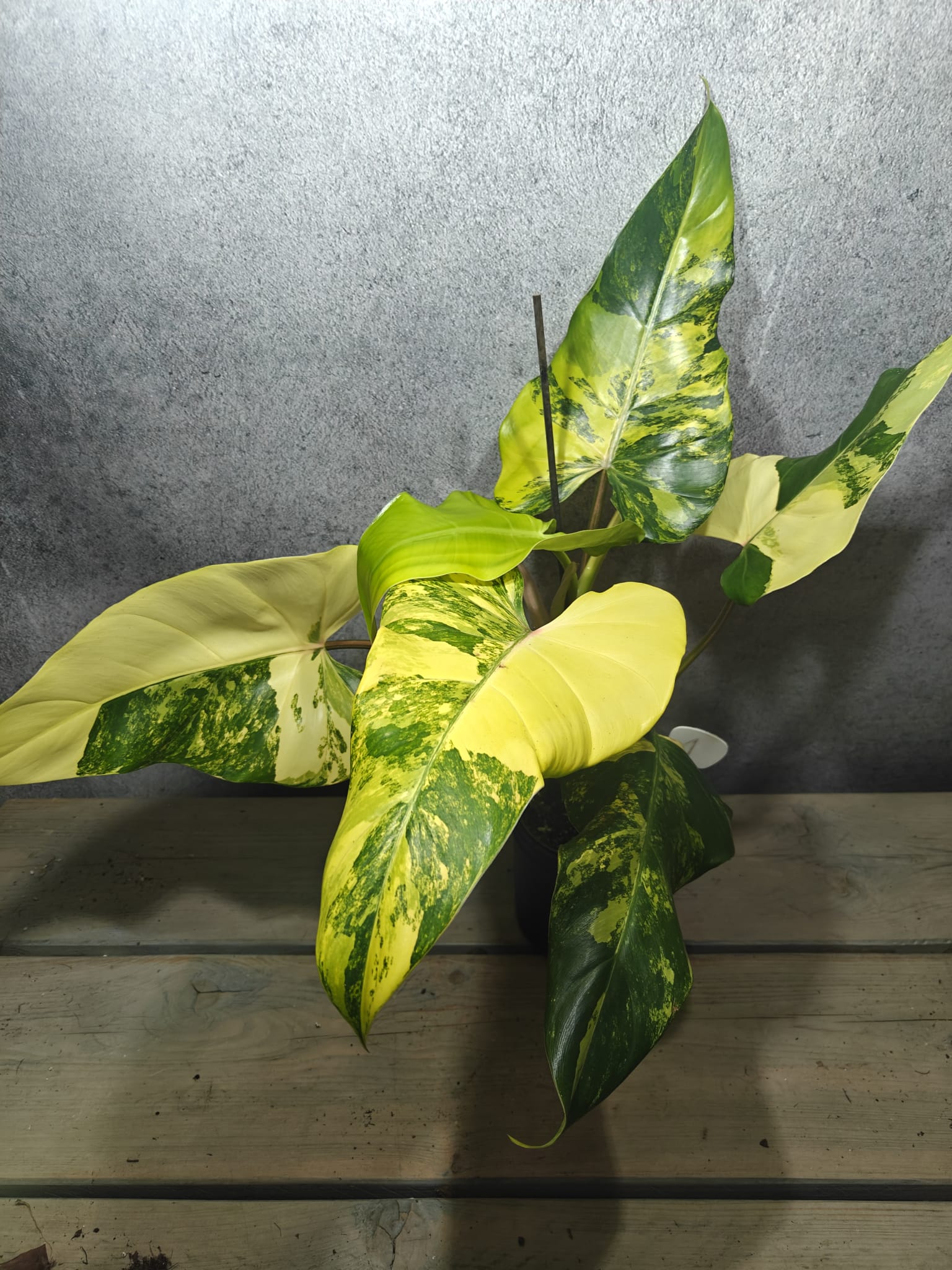 Mr. Plants - Philodendron Domesticum Variegata