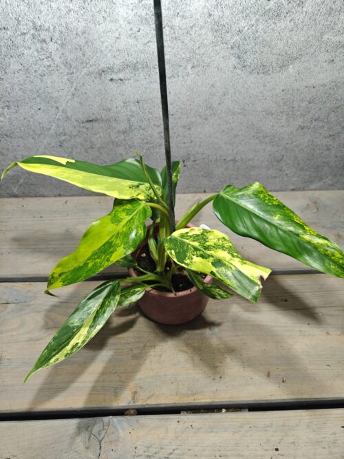 Mr. Plants - Philodendron Domesticum Variegata