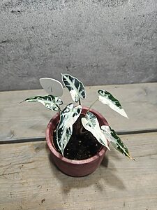 Alocasia Bambino Pink Variegata