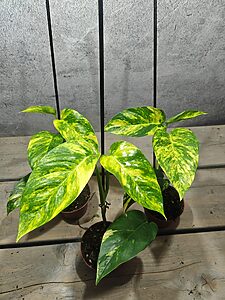 Epipremnum Pinnatum Aurea Sunburst