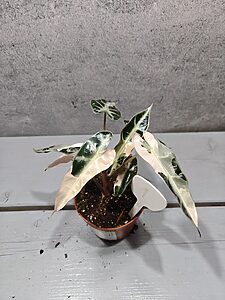 Alocasia Bambino Pink Variegata