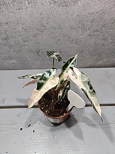 Alocasia Bambino Pink Variegata