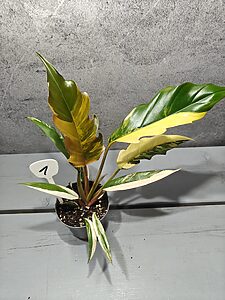 Philodendron Caramel Marble Variegata