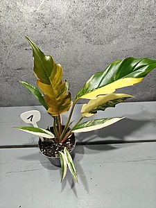Philodendron Caramel Marble Variegata