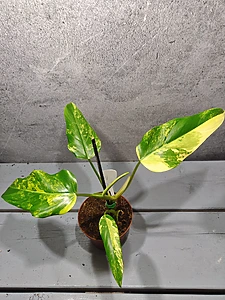 Philodendron Domesticum Variegata