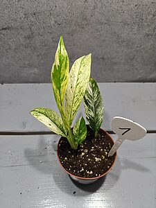 Rhaphidophora Puberula Variegata
