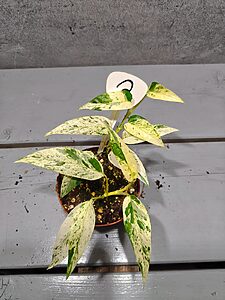 Cebu Blue Marble Variegata