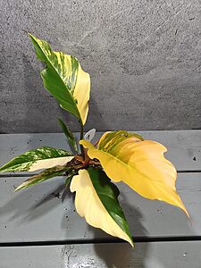 Philodendron Caramel Marble Variegata