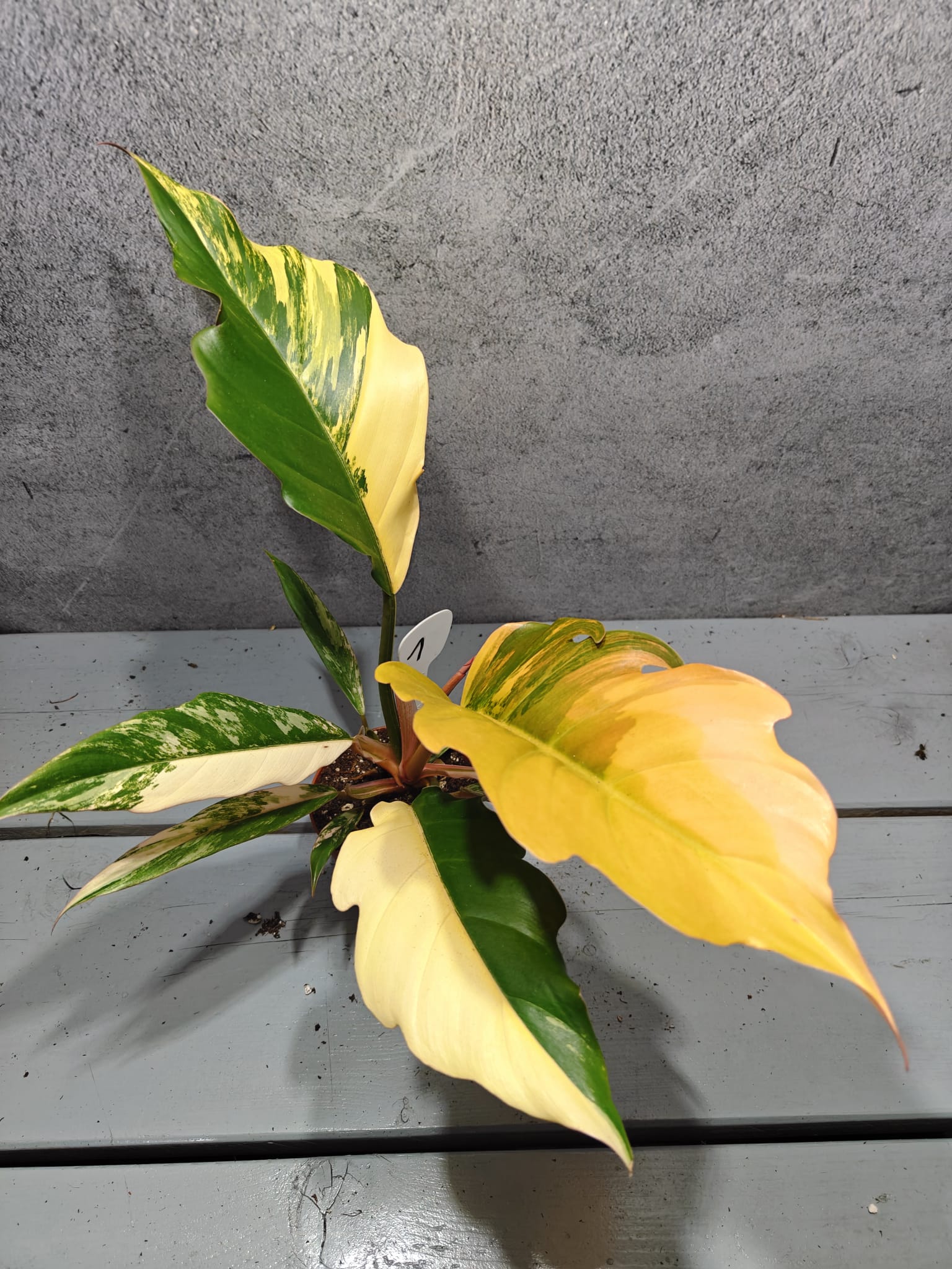 Philodendron Caramel Marble Variegata Philodendron Caramel Marble Variegata